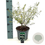 Buddleja d. 'Nanho White' 40-50 cm 3,0L