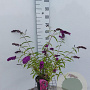 Buddleja d. 'Royal Red' 50-60 cm 3,0L