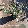 Buddleja 'White Ball' 30-40 cm 3,0L