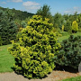 Chamaecyparis o. 'Aurora' 10-20 cm 2,0L