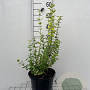 Euonymus fort. 'Emerald 'n' Gold' GM C5