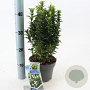 Euonymus jap. Paloma Blanca 20-25 cm 2,0L
