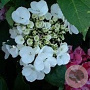 Hydrangea m. 'Libelle' GM C3