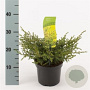 Juniperus comm. 'Repanda' 20-30 cm 2,0L