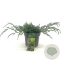 Juniperus squamata 'Blue Carpet' 20-30 cm 2,0L