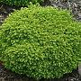 Picea abies 'Little Gem' GM 2,0L