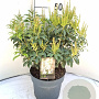Pieris japonica 'Bonfire' 30-40 cm 5,0L