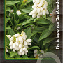 Pieris jap. 'Sarabande' 30-40 cm 5,0L