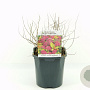 Spiraea jap. 'Golden Princess' 20-30 cm 2,0L