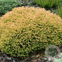 Thuja occidentalis 'Golden Tuffet' 20-25 cm 2,0L