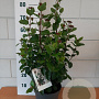 Viburnum tinus 'LisaRose' GM C5