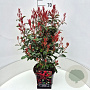 Photinia fraseri 'Carré Rouge' 60-70 cm 10L