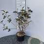 Physocarpus opulif. 'Diabolo' 40-50 cm 3,0L