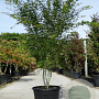 Acer palmatum 200-250 cm container Multistam