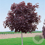 Acer plat. 'Royal Red' 10-12 HO container