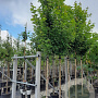 Acer rubrum 'Brandywine' 12-14 HO container