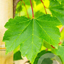 Acer rubrum 'October Glory' 16-18 HO draadkluit
