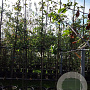 Amelanchier 'Ballerina' 6-8 HO container