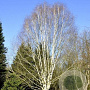 Betula utilis 'Doorenbos' 10-12 HO container geveerd