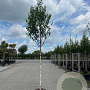 Betula utilis ‘Fascination’ 14-16 HO container