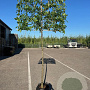 Carpinus betulus 10-12 HO container 200 cm stam 150x120 scherm