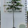 Carpinus betulus 12-14 HO container 150 cm stam 120x120 scherm