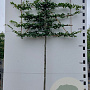Carpinus betulus 12-14 HO container 180 cm stam 150x120 scherm