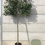 Carpinus betulus 14-16 HO container 160 cm stam 120x120 scherm