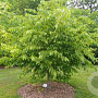 Carpinus carolin. 'Red Fall' 8-10 HO container
