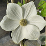 Cornus nuttallii 'Monarch' 6-8 HO draadkluit