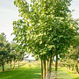 Davidia involucrata 10-12 HO draadkluit