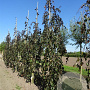 Fagus syl. 'Black Swan' 200-250 cm container geveerd