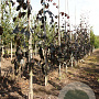 Fagus syl. 'Purple Fountain' 6-8 HO draadkluit geveerd