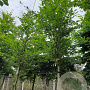 Fagus sylvatica 12-14 HO container