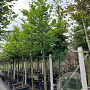 Fagus sylvatica 18-20 HO container