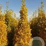 Ginkgo bil. 'Eiffel' 10-12 HO container