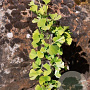 Ginkgo biloba 'Denise' 6-8 HO container geveerd