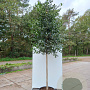 Ilex 'Nellie R. Stevens' 10-12 HO container