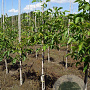 Juglans regia 'Rita' 10-12 HO container