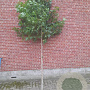 Liquidambar styraciflua 10-12 HO draadkluit