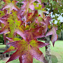 Liquidambar styraciflua 14-16 HO container