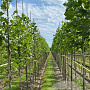 Liriodendron tulipifera 8-10 HO draadkluit