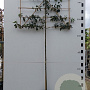 Malus 'Red Sentinel' 10-12 HO container 150 cm stam 120x120 scherm