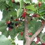 Morus nigra 10-12 HO draadkluit