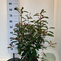 Photinia fraseri 'Red Robin' 50-60 cm met kluit