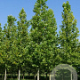 Platanus hispanica 'Huissen' 12-14 HO draadkluit