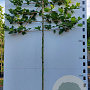 Platanus hispanica 16-18 HO container 200 cm stam 4 etages