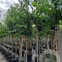 Prunus avium 14-16 HO container