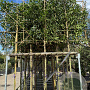 Prunus l. 'Angustifolia' 10-12 HO container 150 cm stam 120x120 scherm