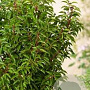 Prunus l. 'Angustifolia' 12-14 HO container 100 cm stam